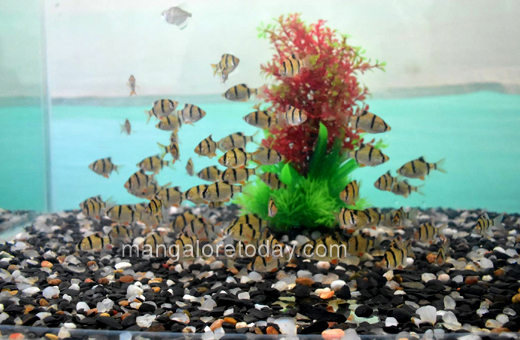 Fish expo at alvas